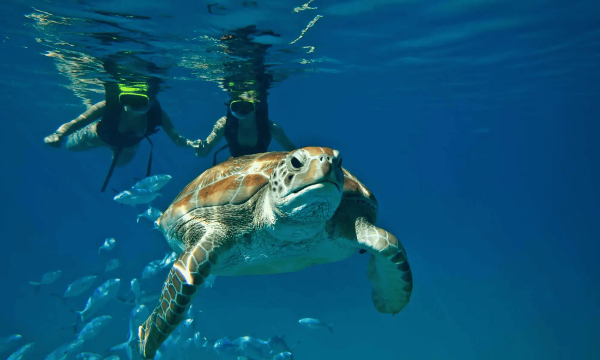 Sandals Barbados Excursions: